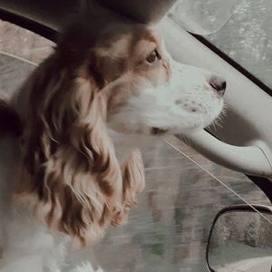 Meet your Posher, Samantha